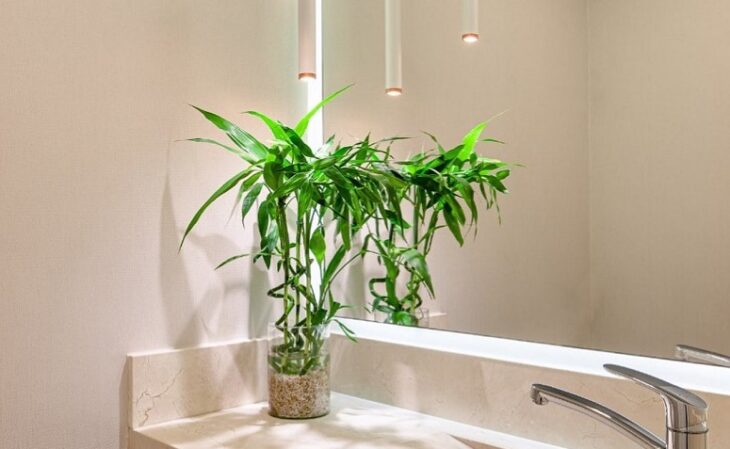 bathroom plants - 14
